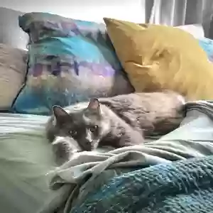 lost male cat sebastian