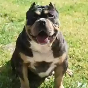 lost male dog punisher