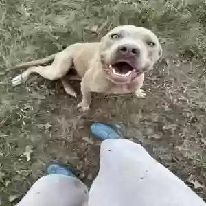 found male dog unknown
