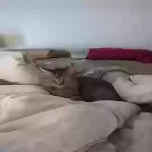 lost male cat unknown