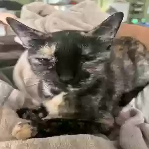lost female cat solana