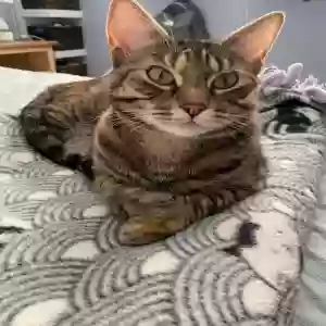 lost female cat sadie