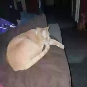 lost male cat jerry