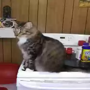 lost male cat mattie