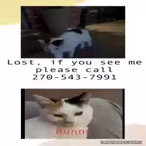lost female cat bunny