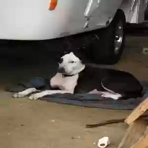 found male dog unknown