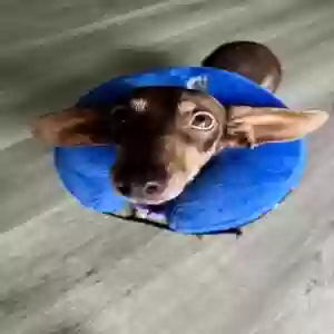 lost female dog moxxi