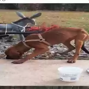 found female dog unknown