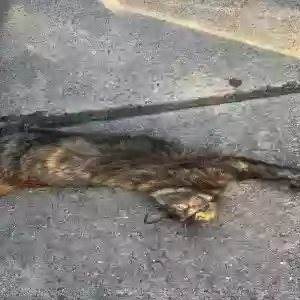 lost female cat pumpkin