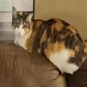 lost female cat yani renamed darla