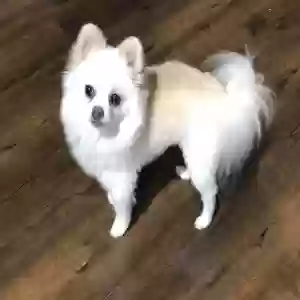lost female dog coconut (coco)