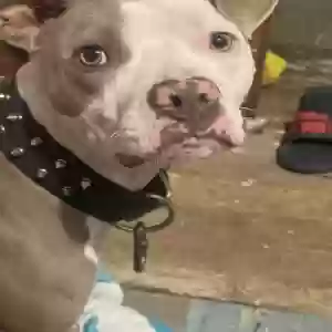 lost female dog taji