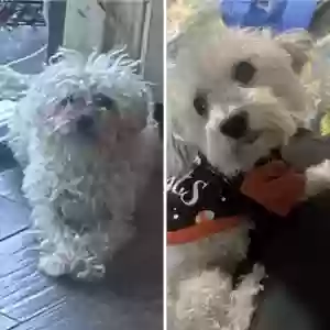 lost female dog mona & chucho
