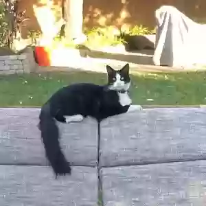 lost male cat ginsburg