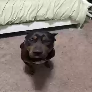 lost male dog yeezy