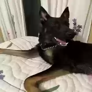 lost male dog haven