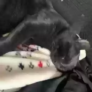 lost male cat onyx