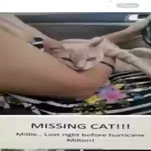 lost female cat millie