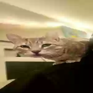 lost male cat sammy or kitty