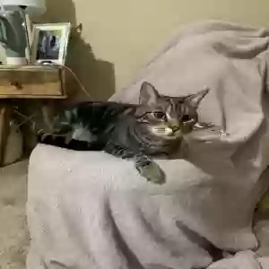 lost male cat unknown