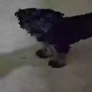 lost female dog luna