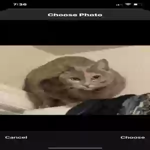 lost female cat mouse