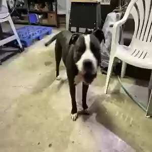 found male dog unknown