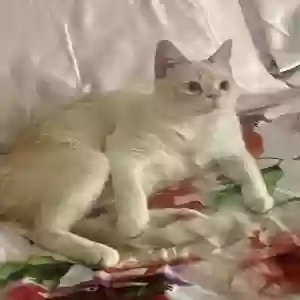 lost male cat jack frost