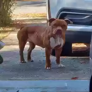 found female dog unknown