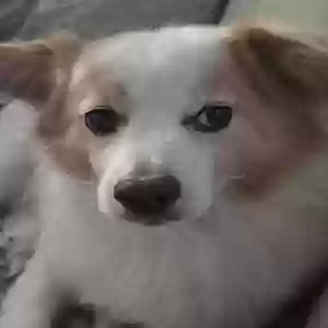 lost male dog boba