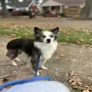 lost male dog milo