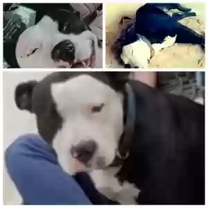 lost male dog legend
