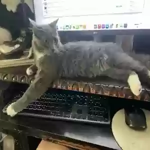 lost male cat luka