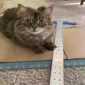 lost female cat unknown