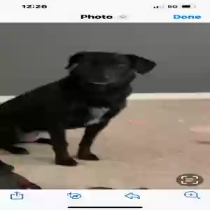 lost female dog hershey