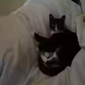 lost female cat lana