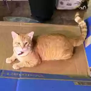 lost male cat pooty