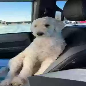 lost male dog unknown