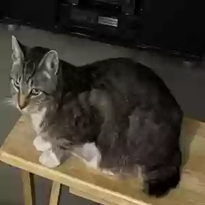 lost male cat socks
