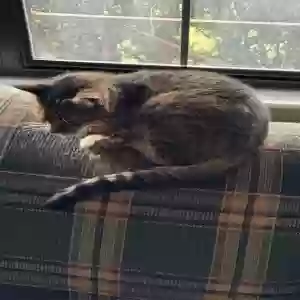 lost female cat padme