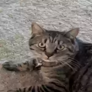 lost male cat teddy