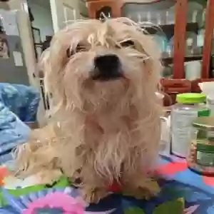 lost female dog davina
