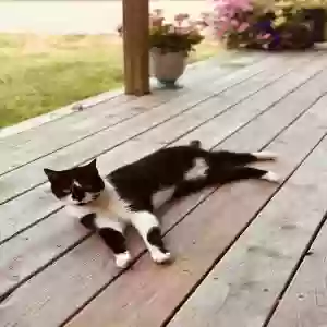 lost male cat ollie