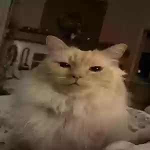 lost male cat mr.fuzz