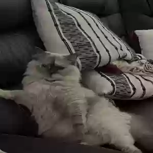 lost female cat hanan