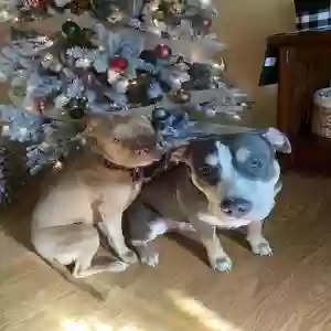lost female dog luna and thor