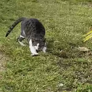 lost male cat sonny