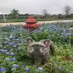 lost female dog chloe