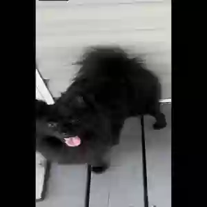 lost female dog pepper