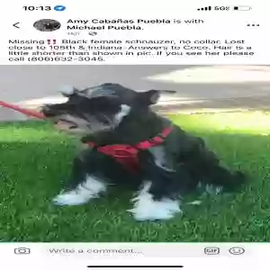 lost female dog coco